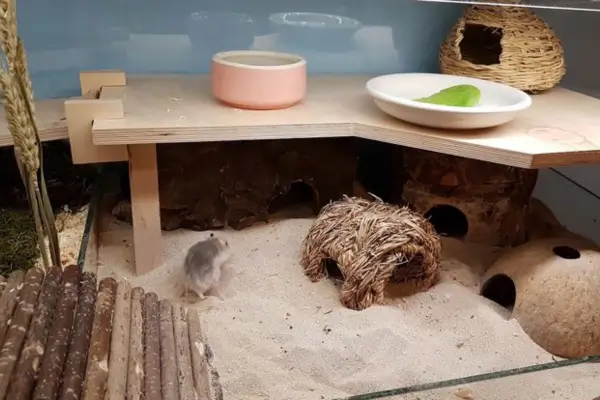 Terrário com enriquecimento ambiental para hamsters, contendo itens essenciais como substrato para escavação, brinquedos interativos, e espaços para esconderijo e exploração