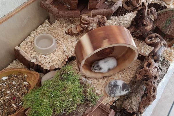 Brinquedos para enriquecer o terrário de hamster