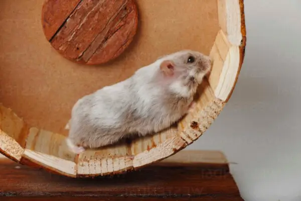 Comportamento do hamster no terrário: explorando brinquedos e rodas