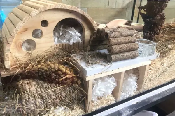 Exemplo de terrário com enriquecimento ambiental para hamsters feito de forma caótica, com excesso de itens e pouca organização, comprometendo o bem-estar do animal