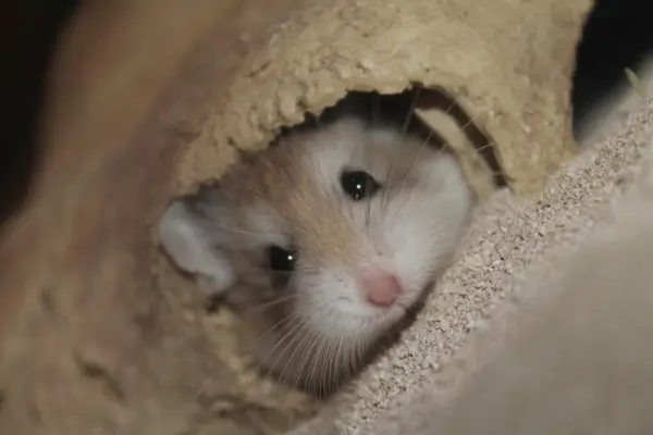 Hamster escondido o tempo todo, possível sinal de estresse ou doença