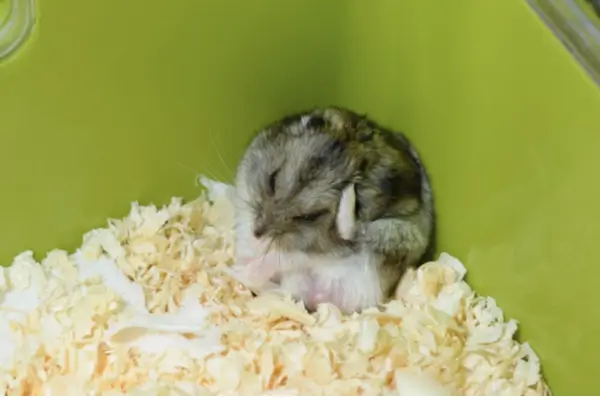 Pet escondido no canto do terrário são sinais de estresse em hamster