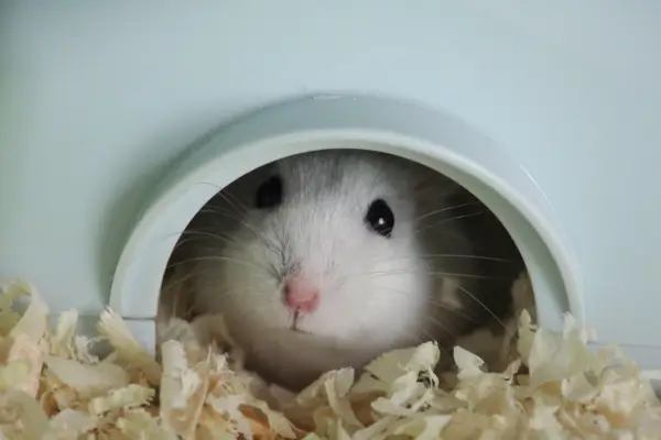 Terrário com esconderijos e brinquedos adequados para evitar estresse em hamsters
