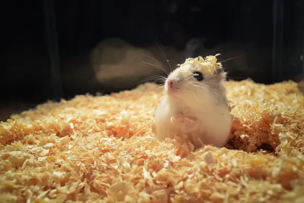 Comportamento do hamster no terrário saudável e ativo em ambiente limpo