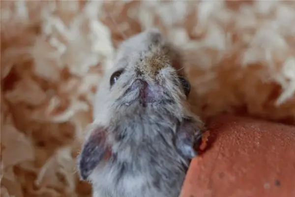 Sinais de estresse em hamster