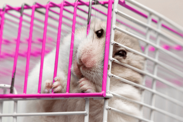 Hamster com sinais de estresse