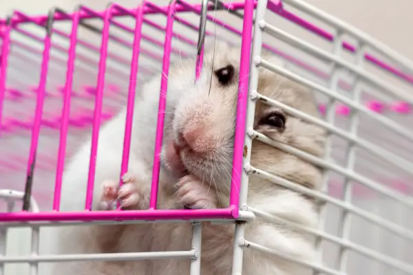 Hamster roendo as grades da gaiola com frequência, comportamento que pode indicar estresse, tédio ou necessidade de enriquecimento no ambiente
