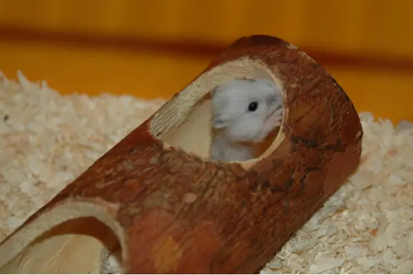 Hamster explorando um terrário adequado com brinquedos para hamster, ambiente enriquecido que estimula o bem-estar e reduz o estresse