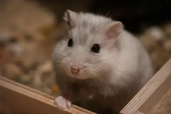 Comportamento do hamster no terrário sob iluminação natural adequada