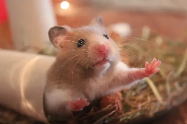 Hamster com pelos eriçados demonstrando sinais de estresse em seu terrário, indicando desconforto ou alterações no ambiente