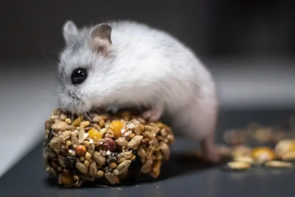 Hamster adaptado no terrário se alimentando 