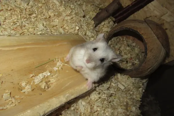 Hamster adaptado explorando um ambiente enriquecido 