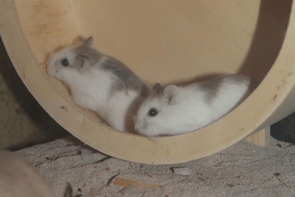 Hamster adaptado no terrário se exercitando