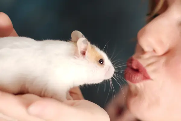 Hamster se aproximando do tutor, indicando confiança e vínculo fortalecido