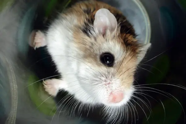 Hamster cheirando o ar em alerta, atento a possíveis ameaças ao redor do terrário, comportamento comum em momentos de estresse