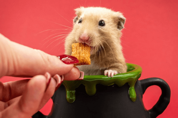 Hamster adaptado interagindo com o tutor