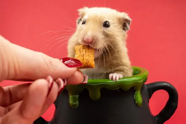 Tutor oferecendo petisco para ajudar a fortalecer o vínculo com o hamster através de recompensas.