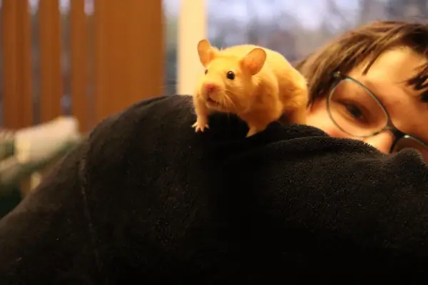 Criança interagindo com hamster com cuidado, fortalecendo o vínculo e promovendo socialização segura