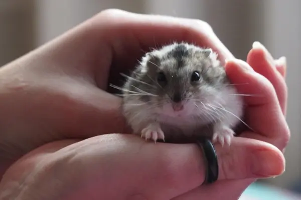 Hamster na mão do tutor, contato leve e protegido para criar confiança com hamster