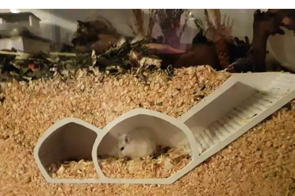 Túnel no terrário que estimula a exploração e o exercício do hamster, contribuindo para o enriquecimento ambiental para hamsters e promovendo saúde física e mental.