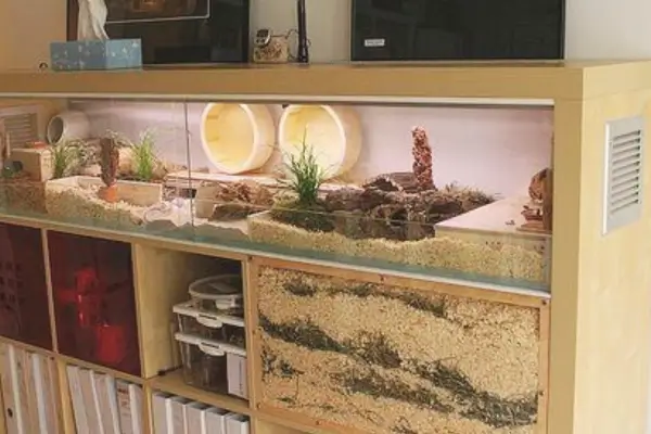 Terrário iluminado com luz natural indireta ideal para o bem-estar dos hamsters – iluminação para hamsters em ambientes internos