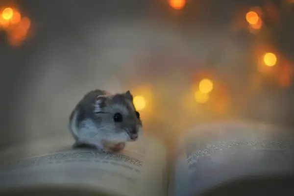 Representação do ciclo circadiano dos hamsters com variação de luz e comportamento noturno – importância da iluminação para hamsters e seu relógio biológico