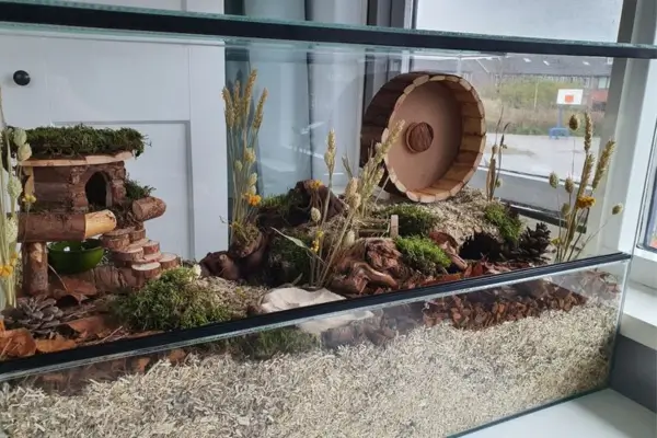 Terrário de hamster posicionado próximo à janela com luz natural indireta – iluminação natural equilibrada para regular o ritmo biológico dos hamsters